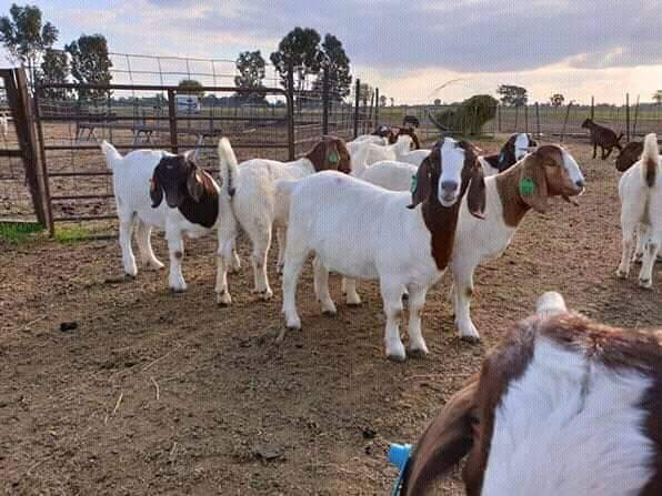 Boer goat young does and bucks available