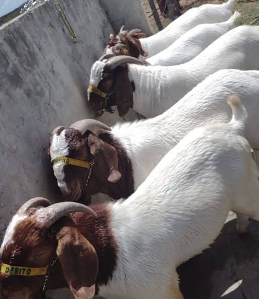 Boer goat young does and bucks available