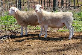 White dorper lambs for sale